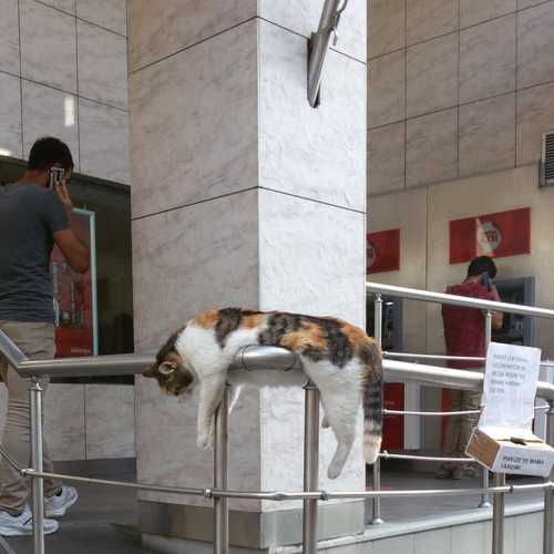 Pakize Kedisi, famous 9 GAG cat from Istanbul