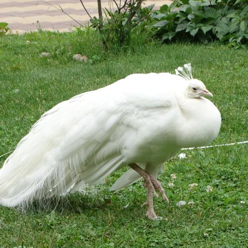 Photo #5000254
