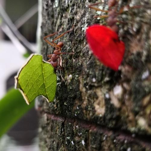 Photo #5000531
