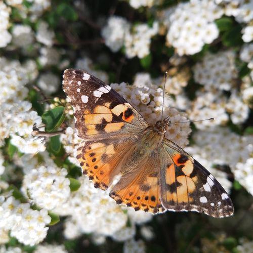 Photo #5000891
