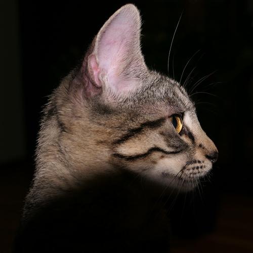 Photo #5001673