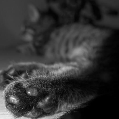 Photo #5001810