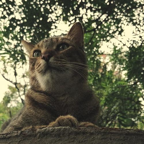 Photo #5002135