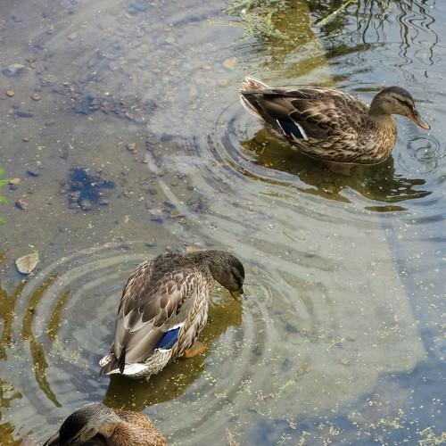 Photo #5003176