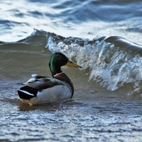 Photo #5003222