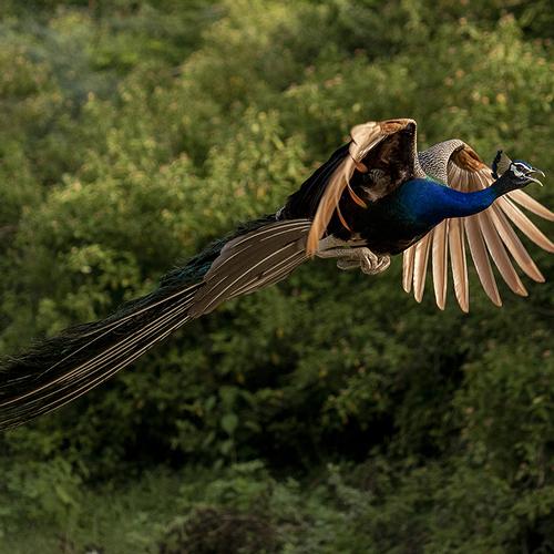Indian Peacock in Flight