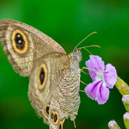 Photo #5003384