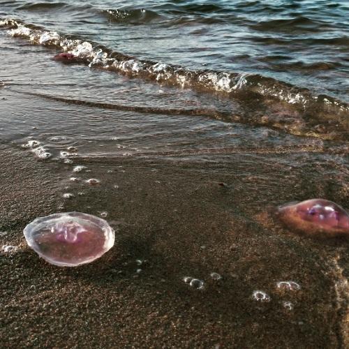 Photo #5003719