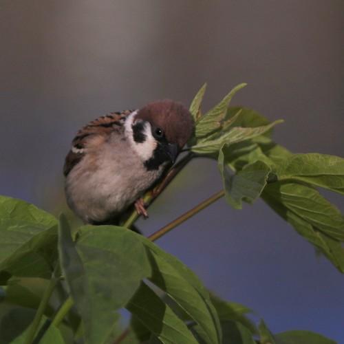 Photo #5004015