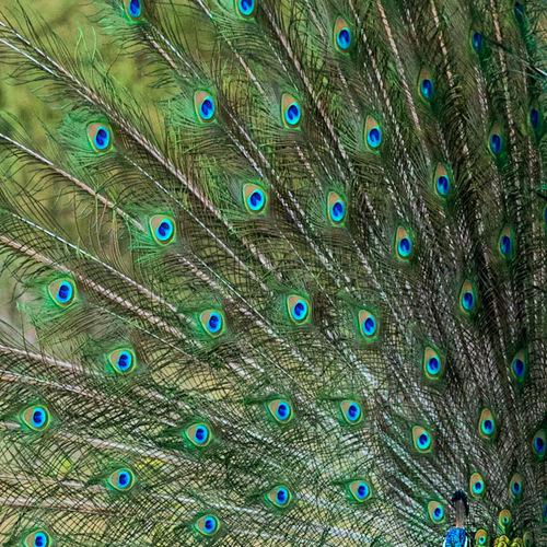 Indian Peafowl