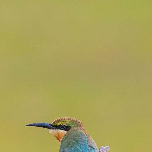 Blue-tailed bee-eater