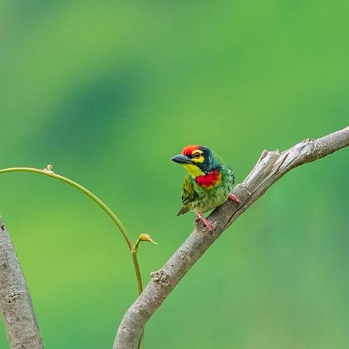 Coppersmith barbet