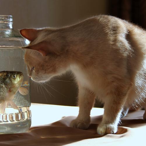 Photo #5004637