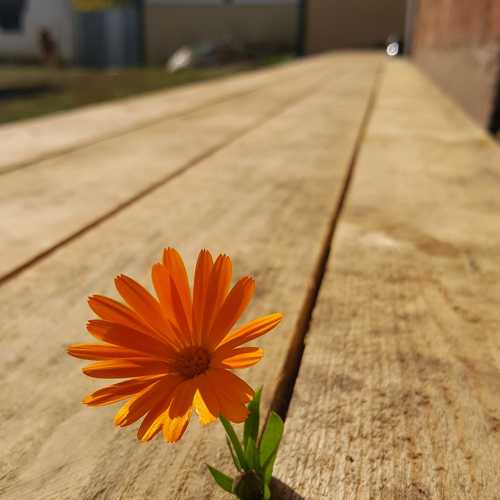 Photo #5004835