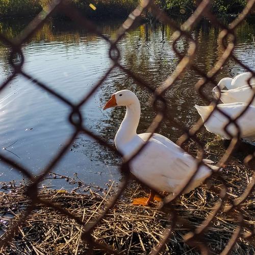 Photo #5004851