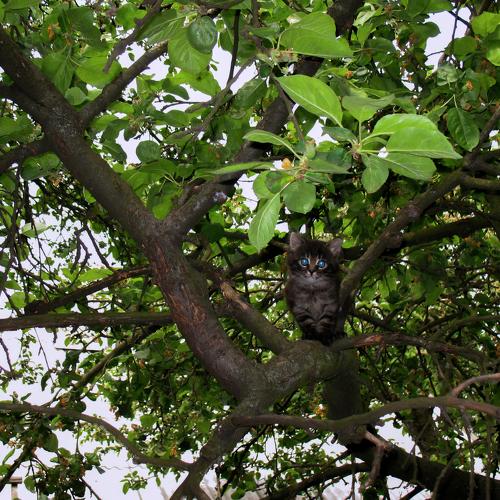 Photo #5005435