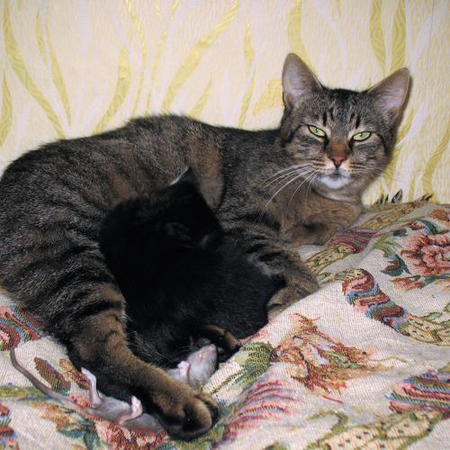 Photo #5005443