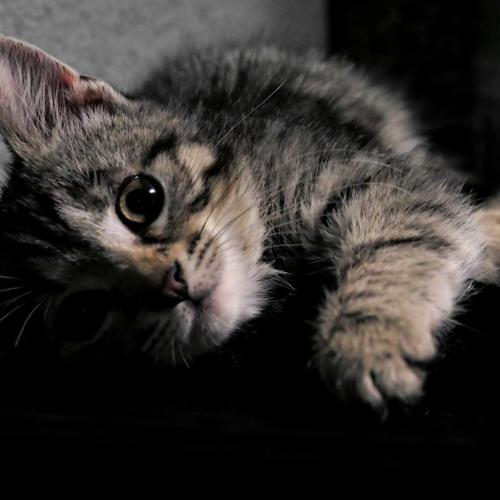 Photo #5005944