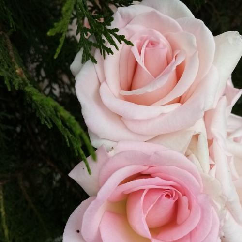Photo #5006024