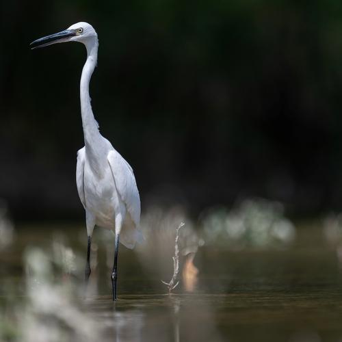 Great Egret