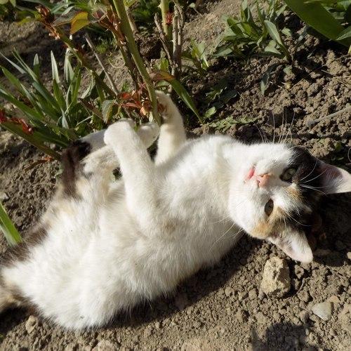 Photo #5006855