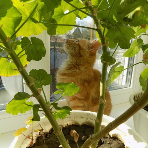 Photo #5006858