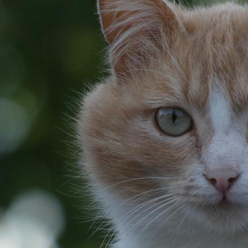 Photo #5007031