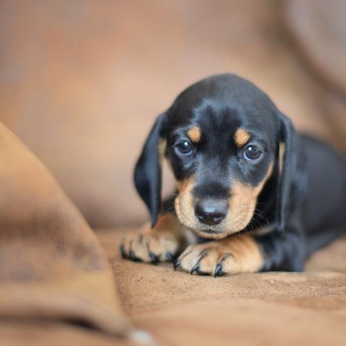 Photo #5007790