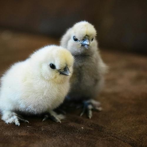 Photo #5007794