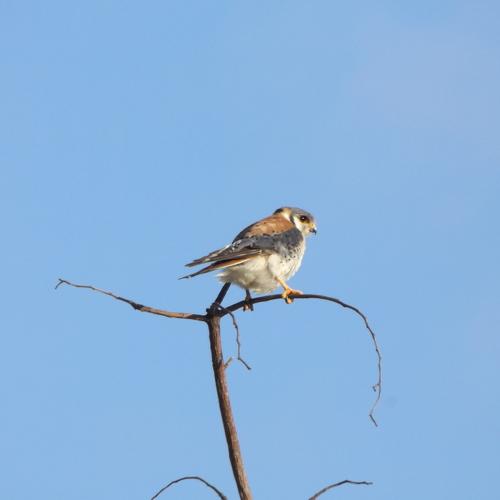 Photo #5007962