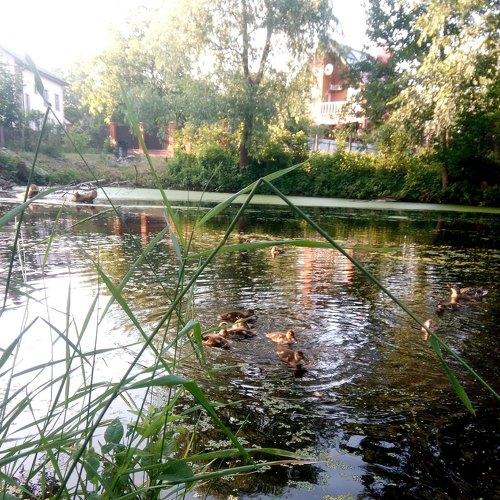 Photo #5008629
