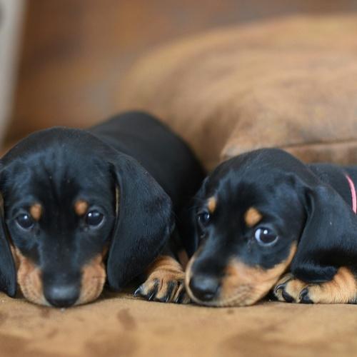 Photo #5008691