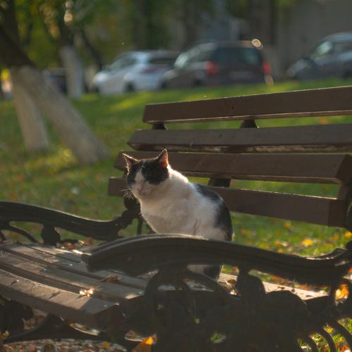 Photo #5009201