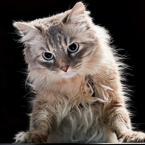 Photo #5009354