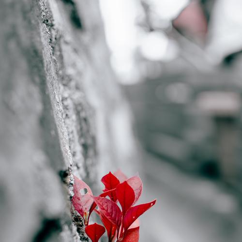 Photo #5009773