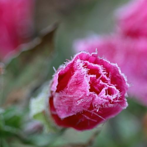 Photo #5009777