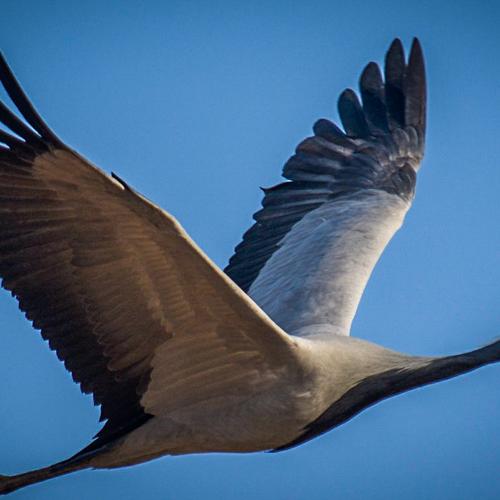 Photo #5010630