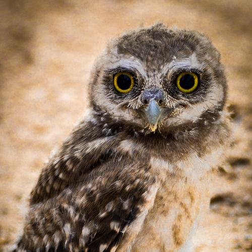 Photo #5010635