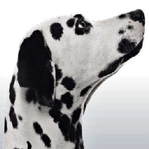 Photo #5011181