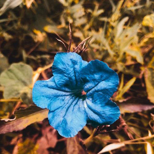 Beautiful flower.
