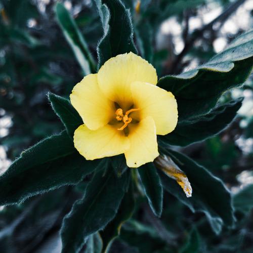 Beautiful flower