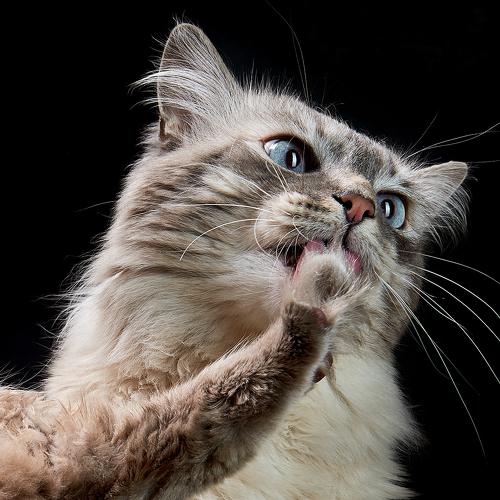 Photo #5012134