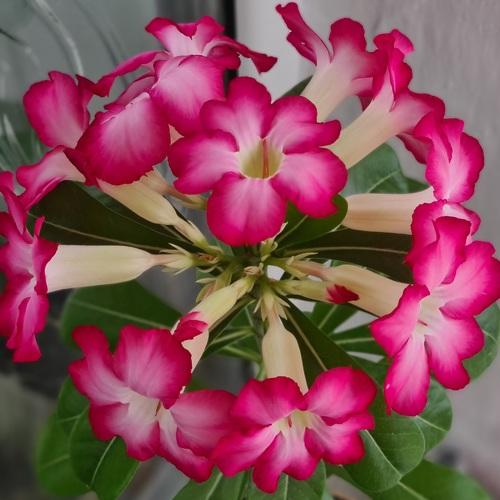 Adenium obesum desert rose