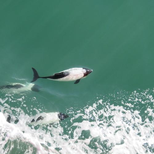 Photo #5012730