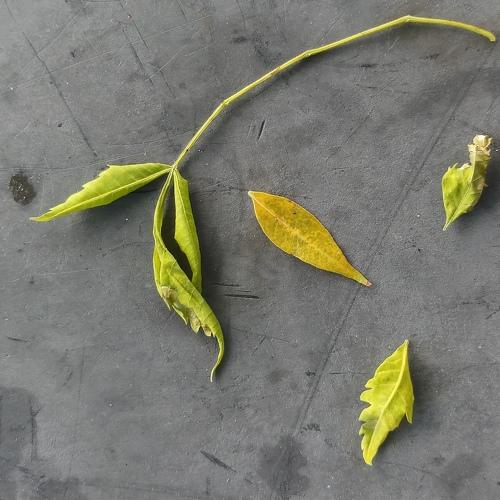 Photo #5013187