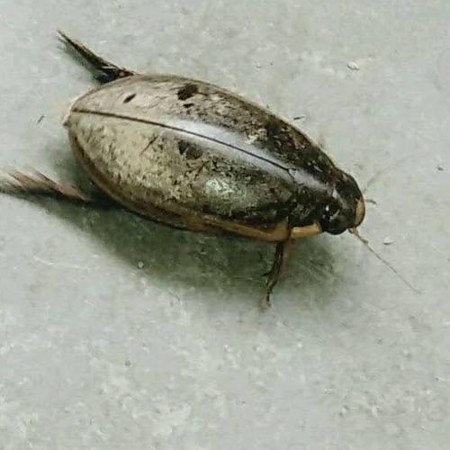 Photo #5014625