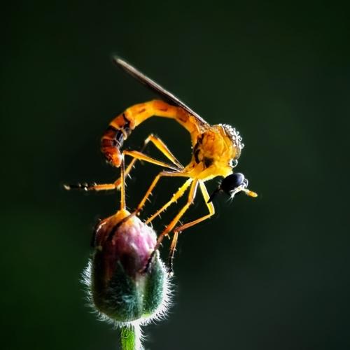 The Small hunter on the flower buds.