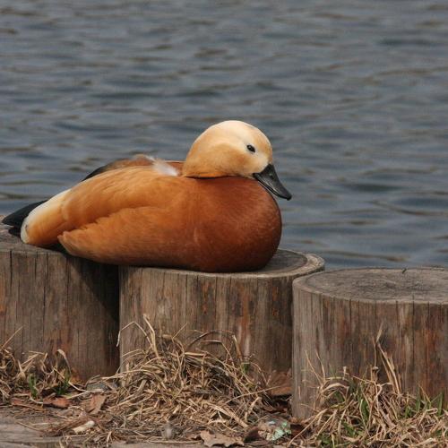 Photo #5020313