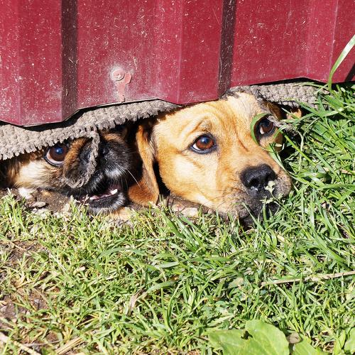 Photo #5020325
