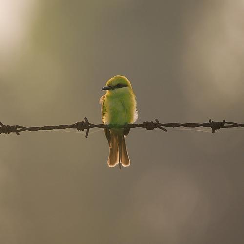 Photo #5020889